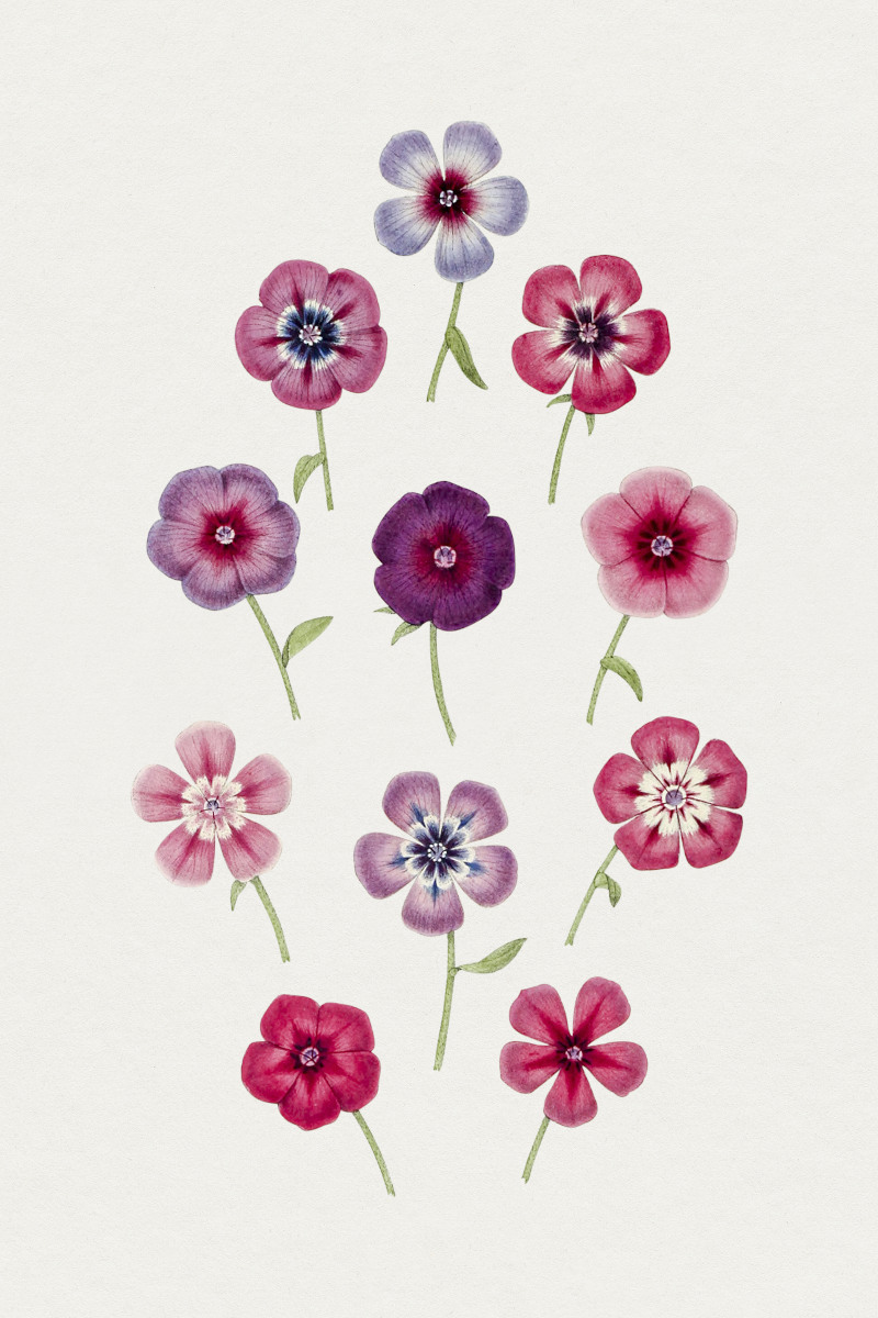 Hand Drawn Flower Head Sketch